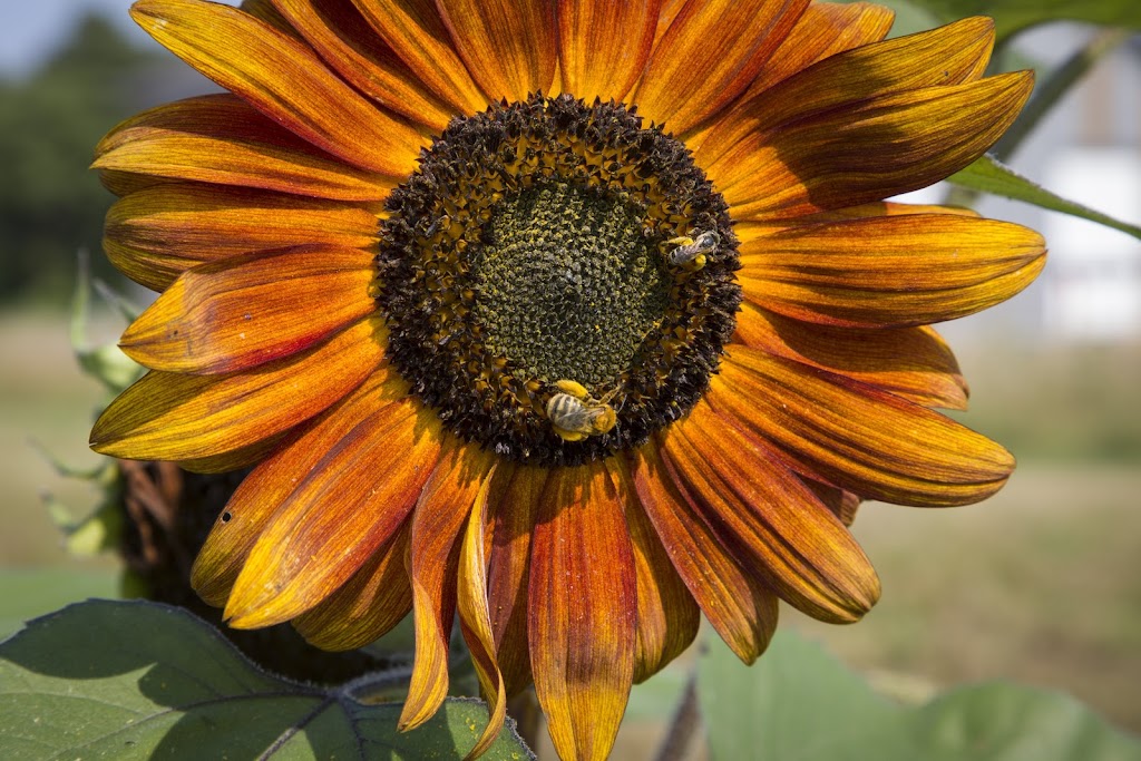 River Saint Joe | restaurant | 15475 Walton Rd, Buchanan, MI 49107, USA | 2694098015 OR +1 269-409-8015