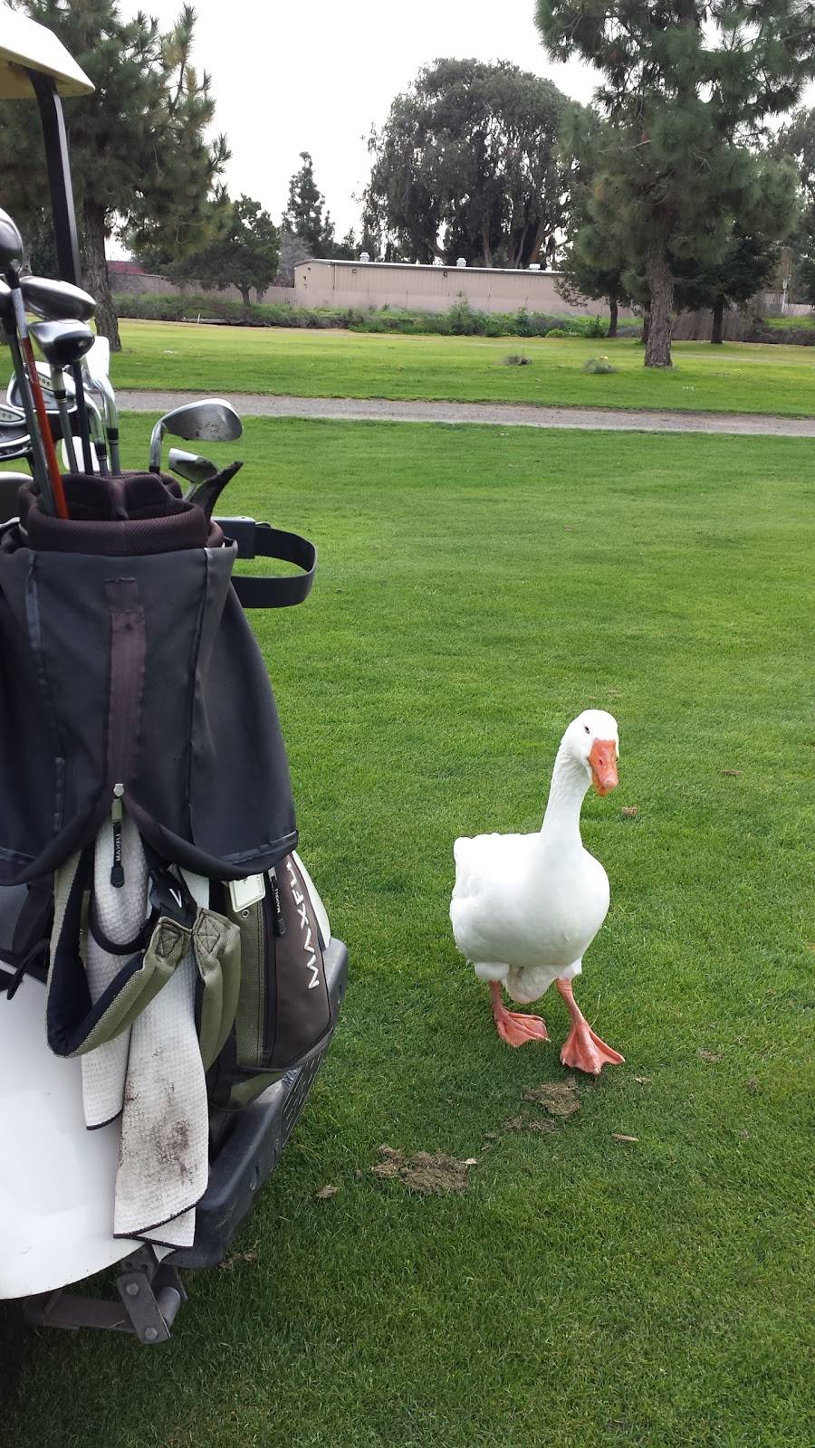 Skywest Golf Course | restaurant | 1401 Golf Course Rd, Hayward, CA 94541, USA | 5103172301 OR +1 510-317-2301