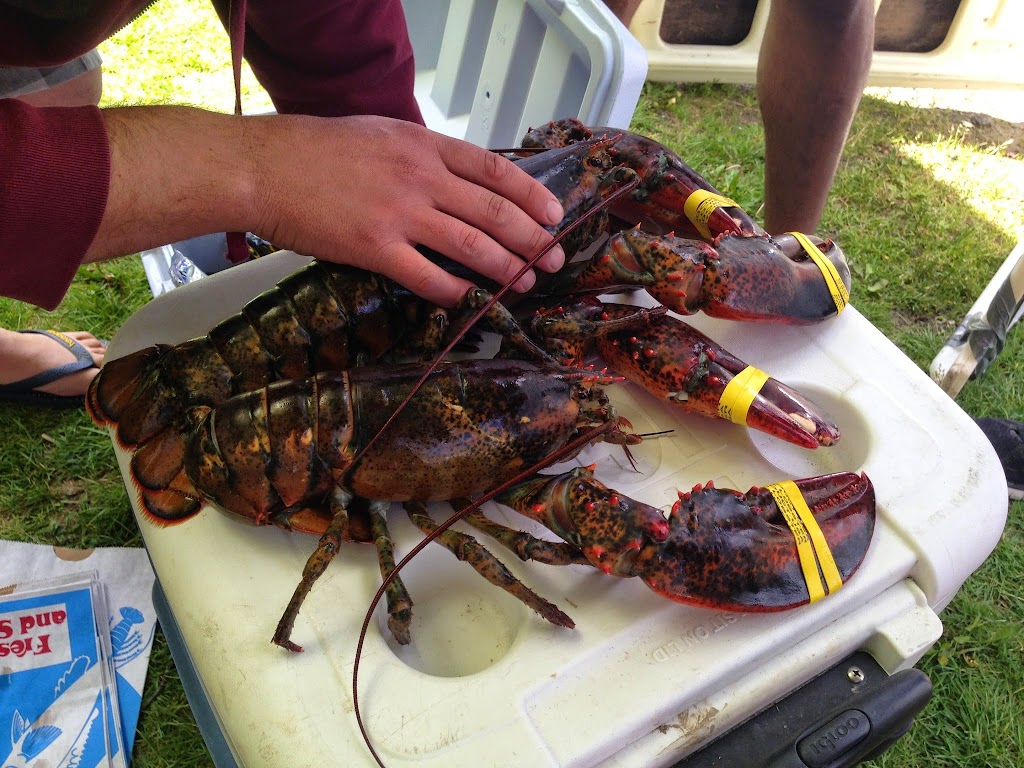 Joe Lane Lobsterman | meal takeaway | 115 Elm St, Damariscotta, ME 04543, USA | 2076820110 OR +1 207-682-0110