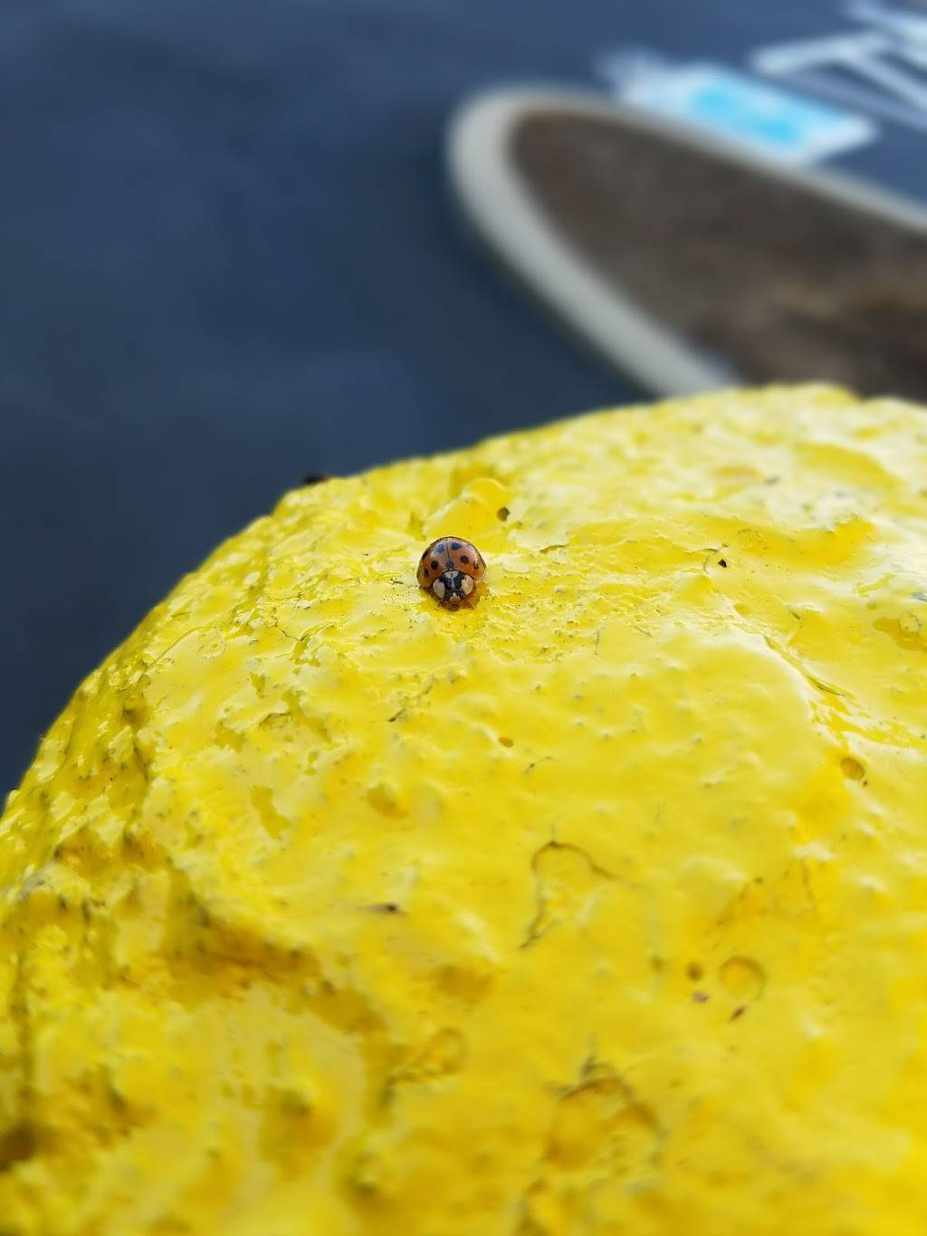 Subway | restaurant | 222 E Witherspoon St #501, Louisville, KY 40202, USA | 5023840092 OR +1 502-384-0092