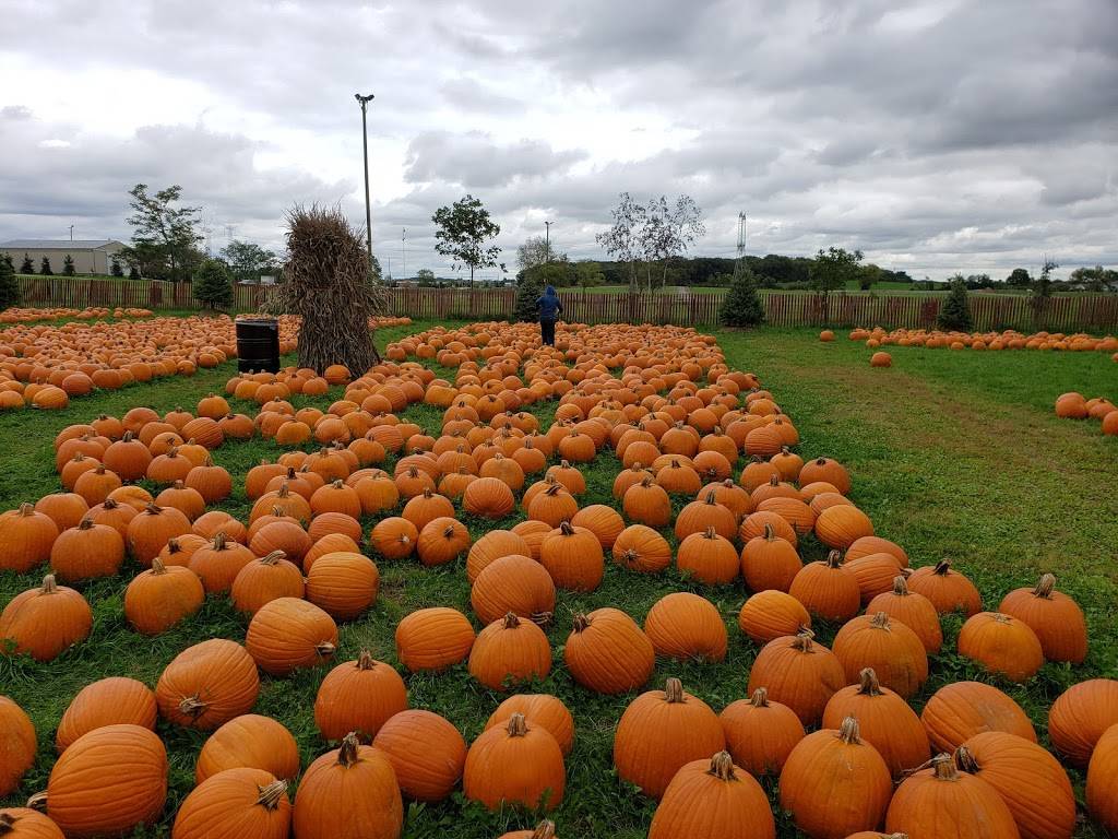 Bengtsons Pumpkin Farm and Fall Fest | meal takeaway | 13341 W 151st St, Homer Glen, IL 60491, USA | 7083013276 OR +1 708-301-3276