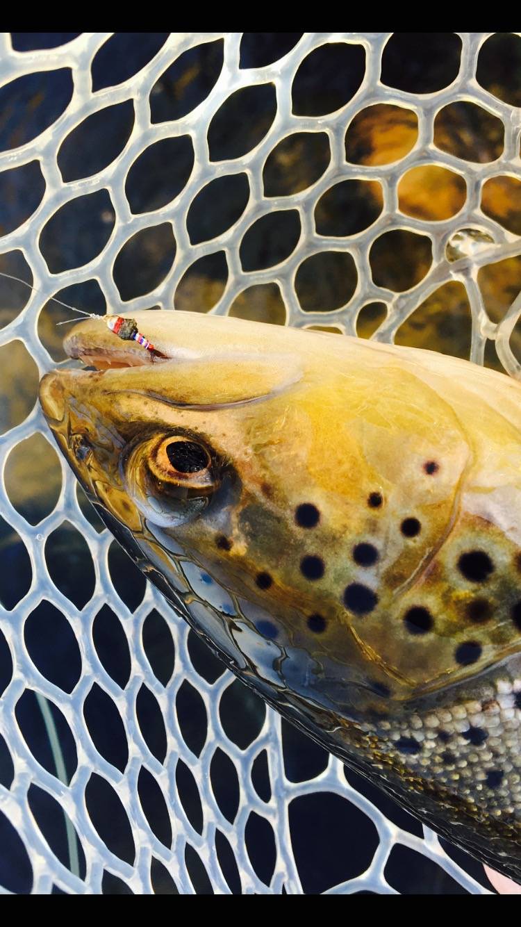 BLUE CHIP FLY FISHING LLC |  | 570 Ridgetop Cir, Whittier, NC 28789, USA | 9542634452 OR +1 954-263-4452