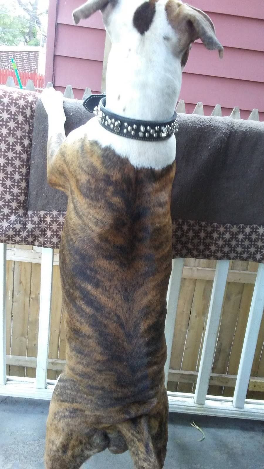 Red Barn Bar & Grill | restaurant | 646 N 8th St, Allentown, PA 18102, USA | 6104335376 OR +1 610-433-5376