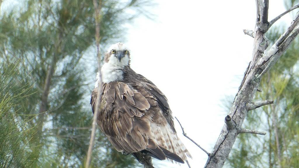 Pizza Hut | meal takeaway | 11591 Gladiolus Dr, Fort Myers, FL 33908, USA | 2394827030 OR +1 239-482-7030