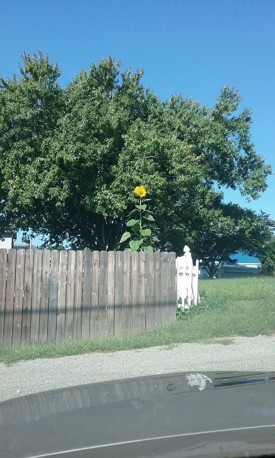 Subway | restaurant | 35 N State St, Frazeysburg, OH 43822, USA | 7408289422 OR +1 740-828-9422