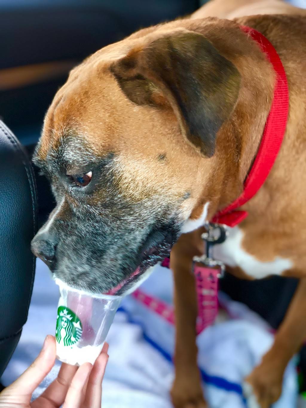 Starbucks | cafe | 1919 NJ-35 #101, Wall Township, NJ 07719, USA | 7324494157 OR +1 732-449-4157