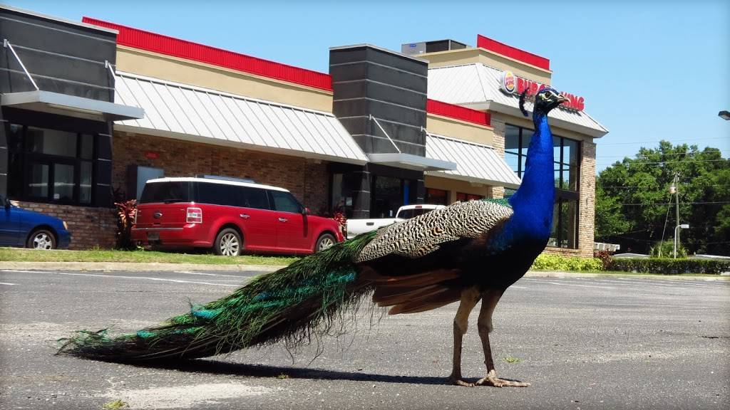 Burger King | restaurant | 488 E Main St, Apopka, FL 32703, USA | 4078892534 OR +1 407-889-2534