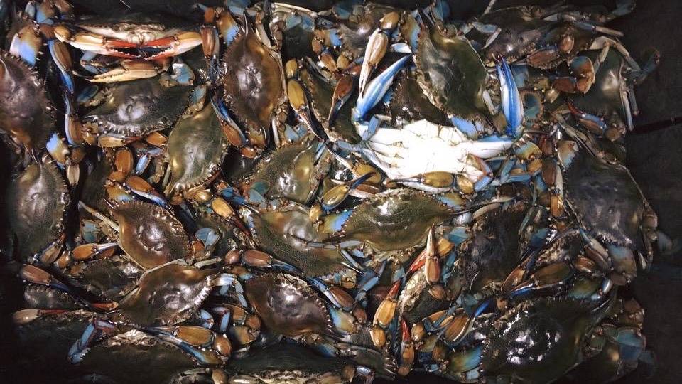 Cowboy Crab & Seafood | restaurant | 4458 Cleveland Ave, Fort Myers, FL 33901, USA | 2392783553 OR +1 239-278-3553