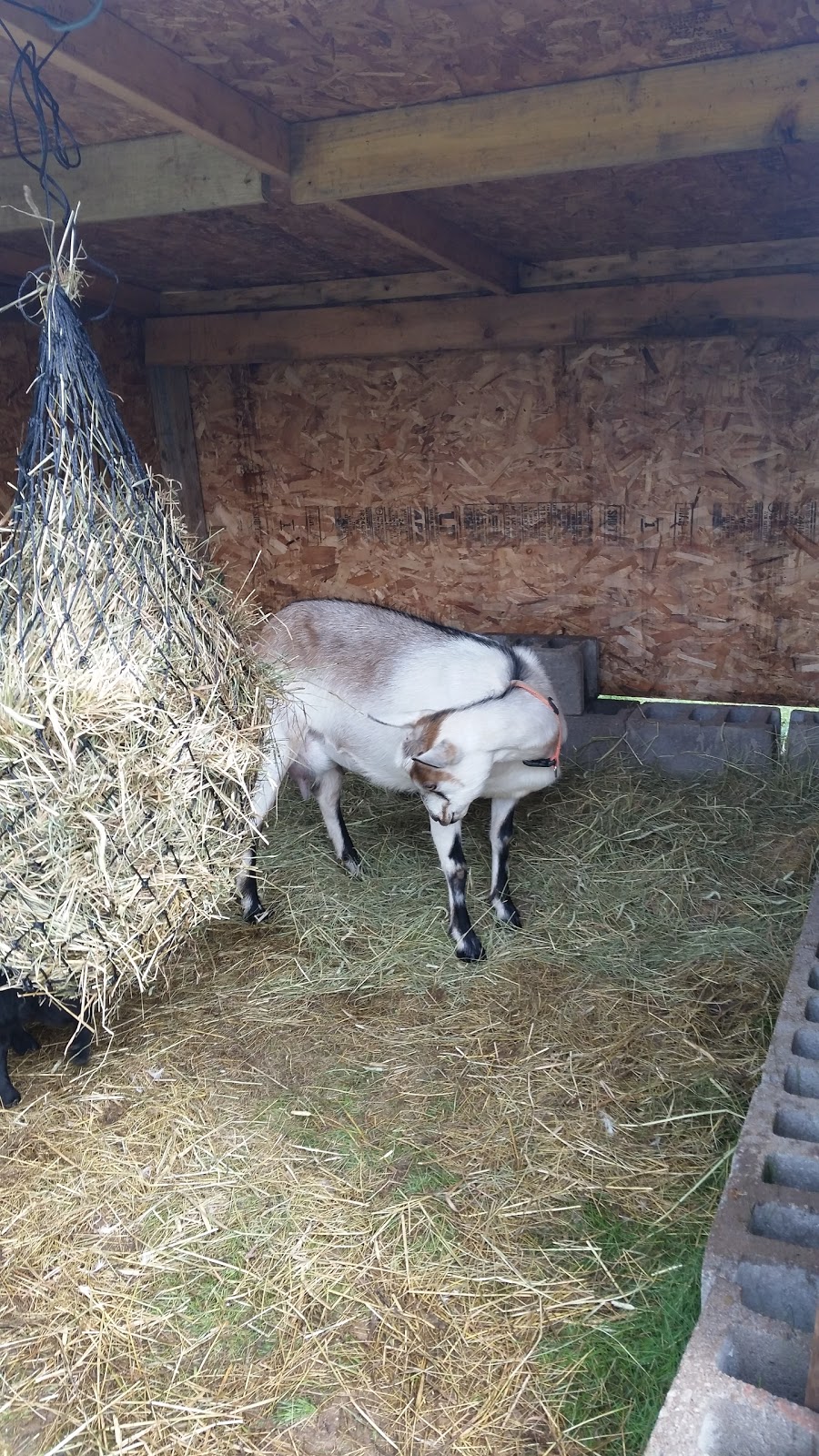 Eagles Nest Resort | restaurant | 6103 Lavaque Rd, Duluth, MN 55803, USA | 2187214147 OR +1 218-721-4147