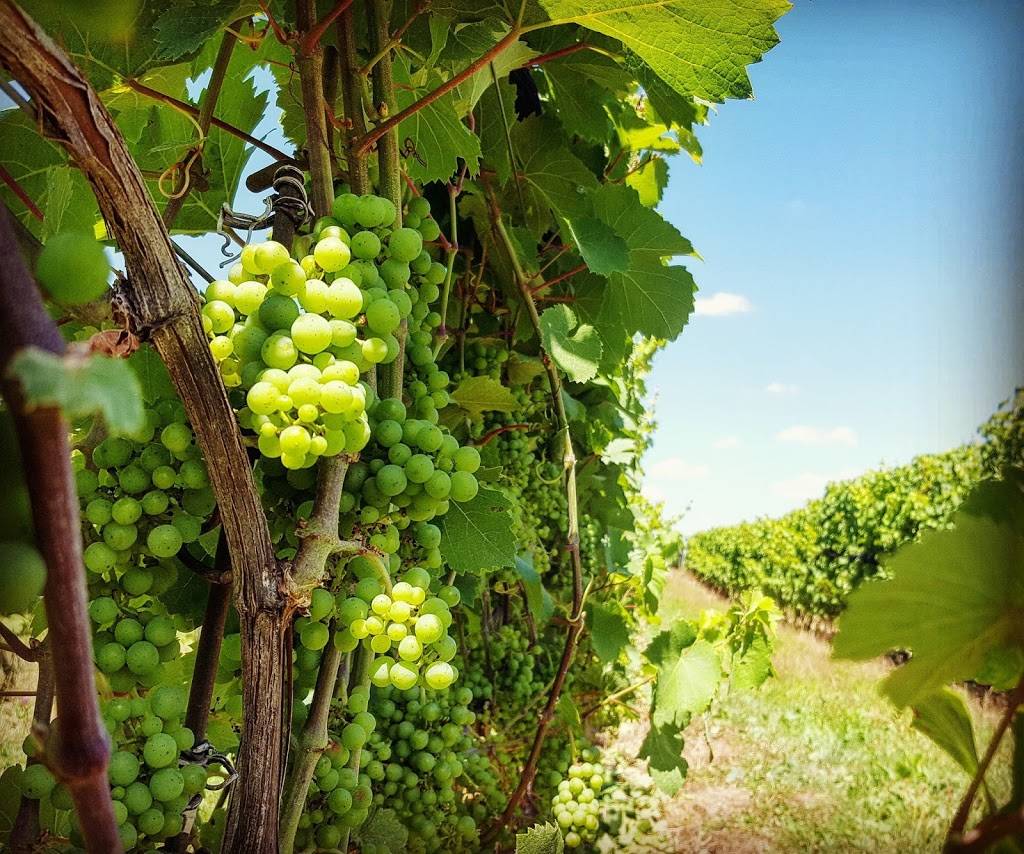 Burning Kiln Winery | restaurant | 1709 Front Rd, St Williams, ON N0E 1P0, Canada | 5195869858 OR +1 519-586-9858