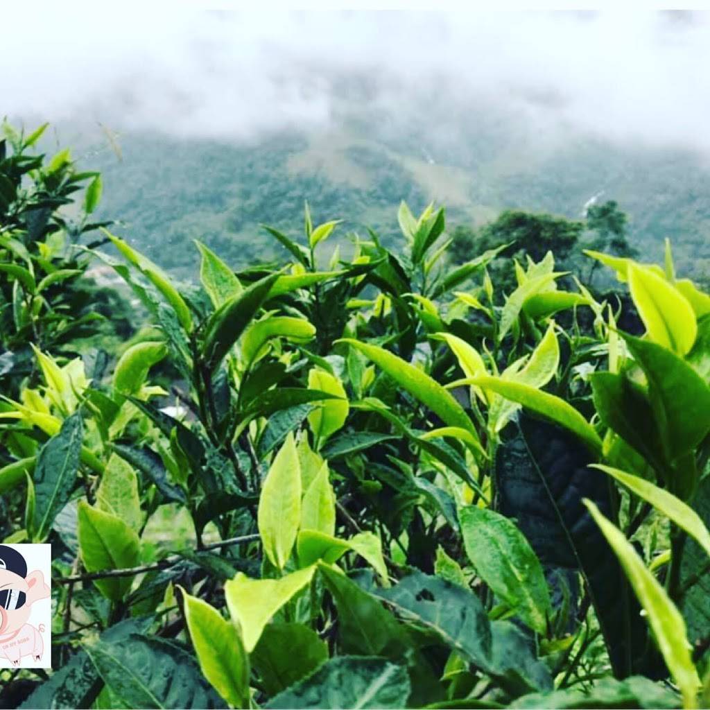 OH MY BOBA ( Organic Creation Coffee and Tea ) Bubble Milk MilkT | meal takeaway | 1030 Piedmont Rd suite e, San Jose, CA 95132, USA | 4087299909 OR +1 408-729-9909