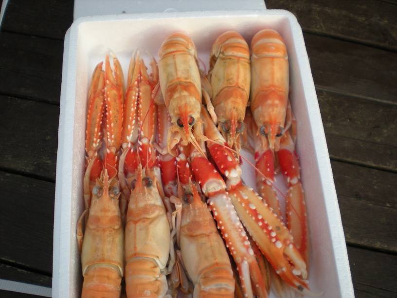 The Fishguy Market & Wellfleet | restaurant | 4423 N Elston Ave, Chicago, IL 60630, USA | 7732837400 OR +1 773-283-7400