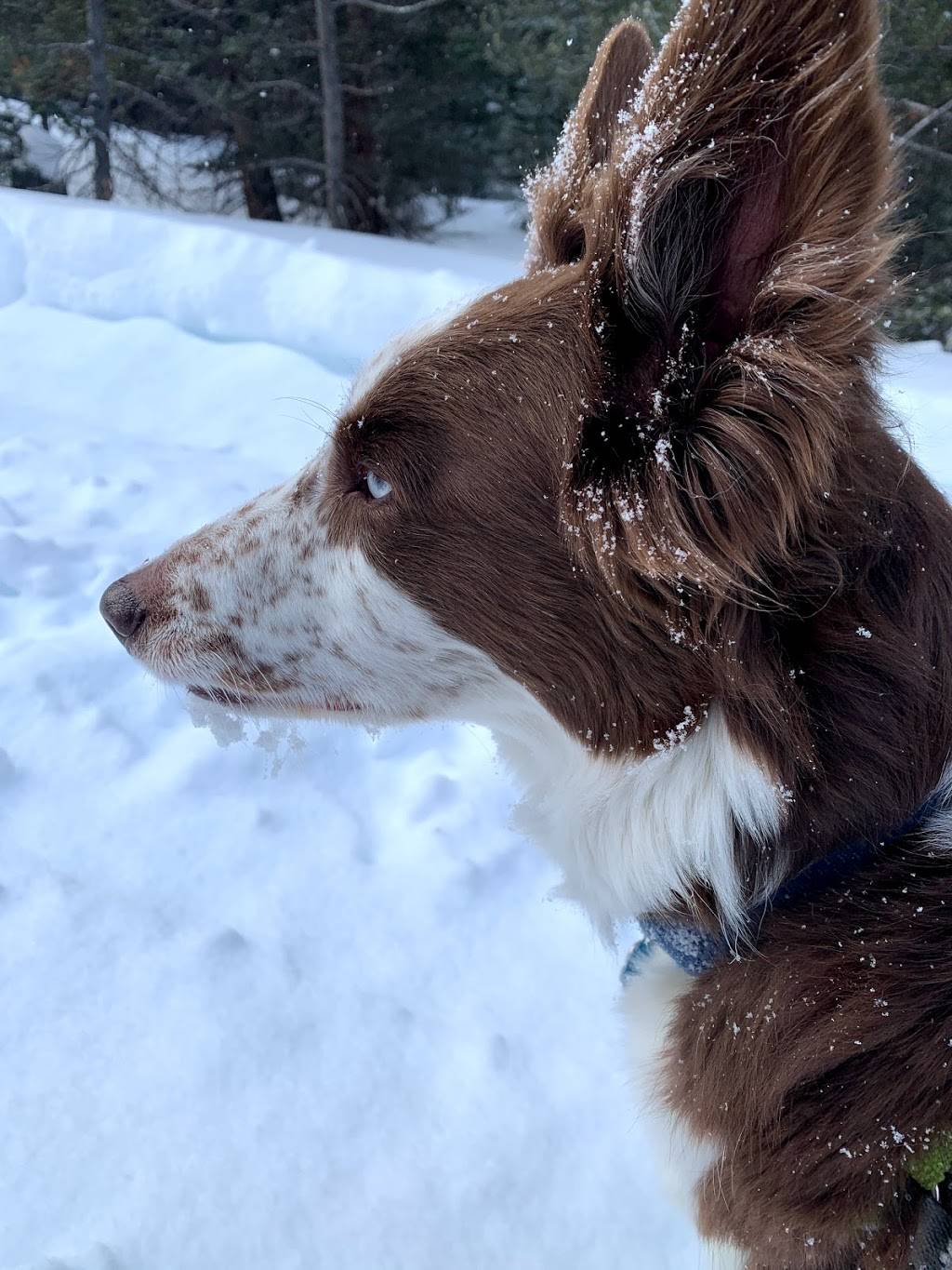 Tennessee Pass Nordic Center & Sleep Yurts | restaurant | E Tennessee Rd, Leadville, CO 80461, USA | 7194868114 OR +1 719-486-8114