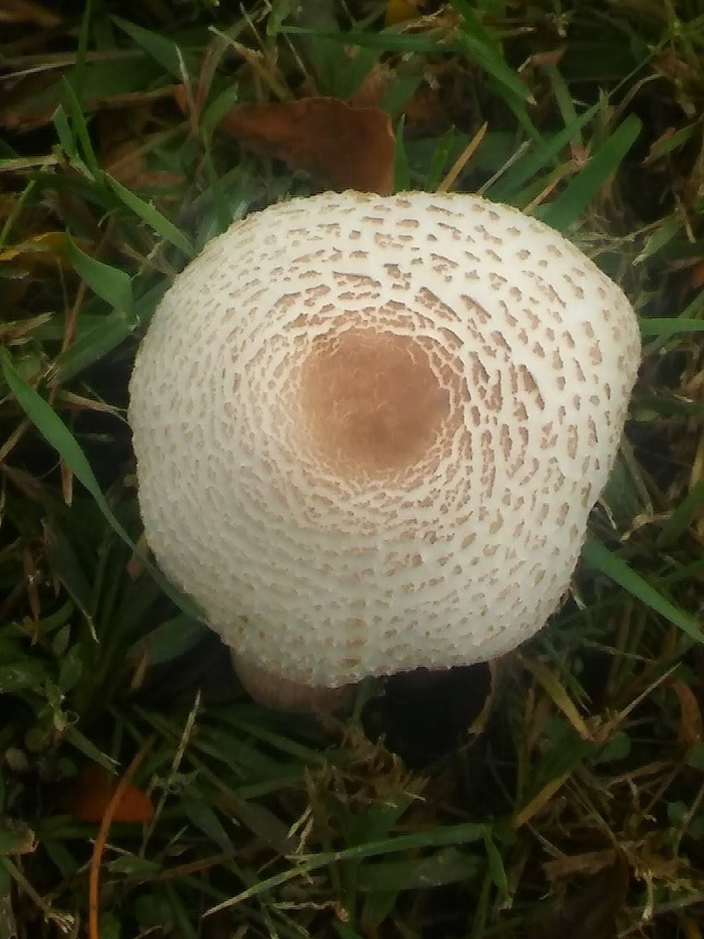 Subway | restaurant | 1429 W Main St, Sun Prairie, WI 53590, USA | 6088256080 OR +1 608-825-6080