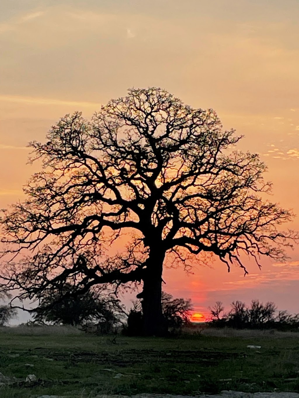 SILVER DOLLAR WINERY HILL COUNTRY | restaurant | 8264 US-290, Johnson City, TX 78636, USA | 8303087750 OR +1 830-308-7750