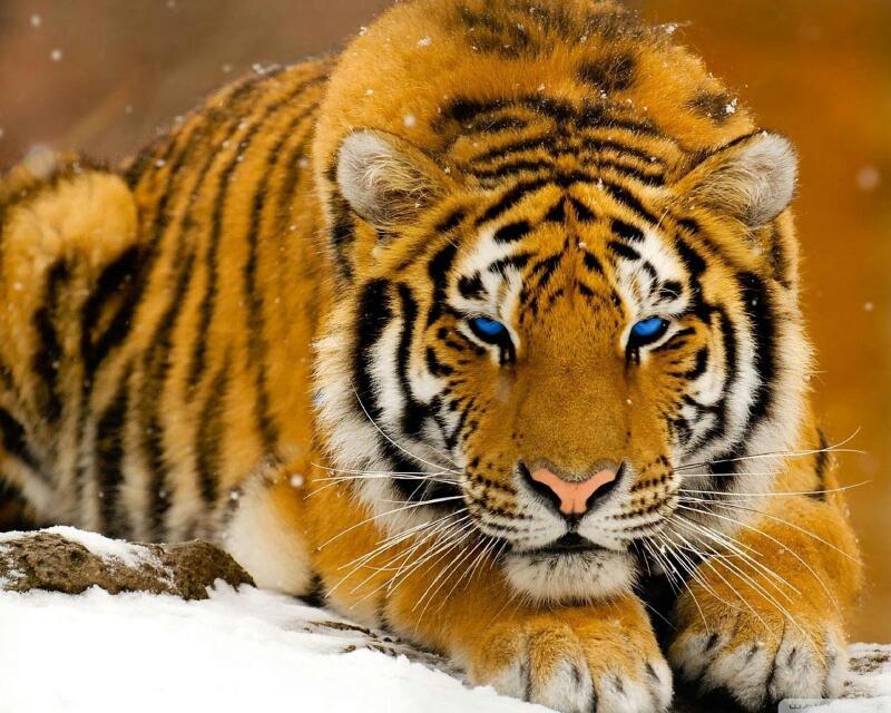 GattiTown | meal delivery | 3412 Hwy 6, Sugar Land, TX 77478, USA | 8175463500 OR +1 817-546-3500