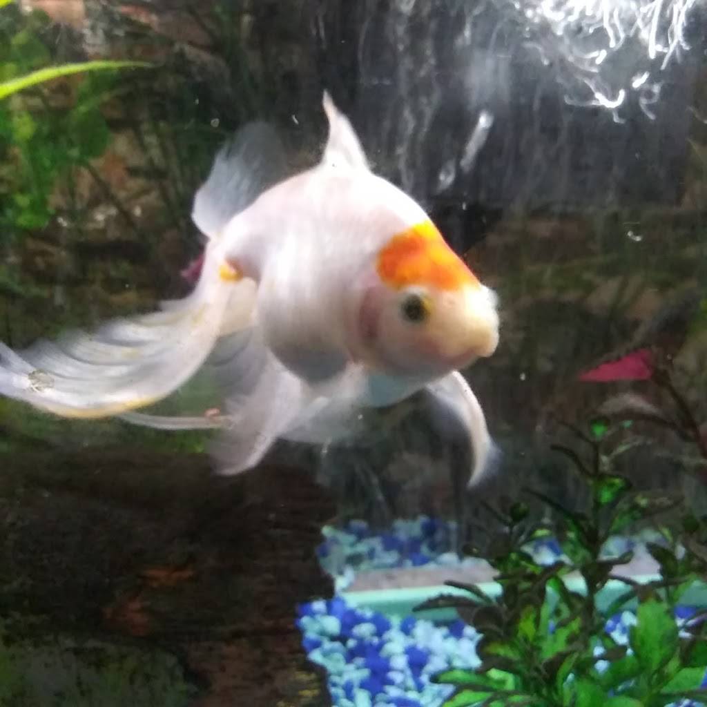 Super Wok | restaurant | 35 Main St, Hornell, NY 14843, USA | 6073245750 OR +1 607-324-5750