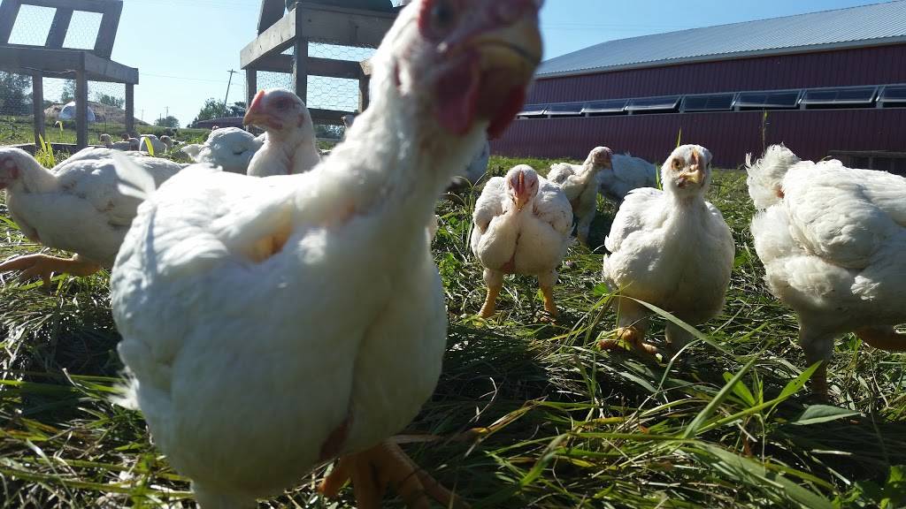 Harbs Farm | restaurant | 7802 Vienna Rd, Blossvale, NY 13308, USA | 9143207959 OR +1 914-320-7959