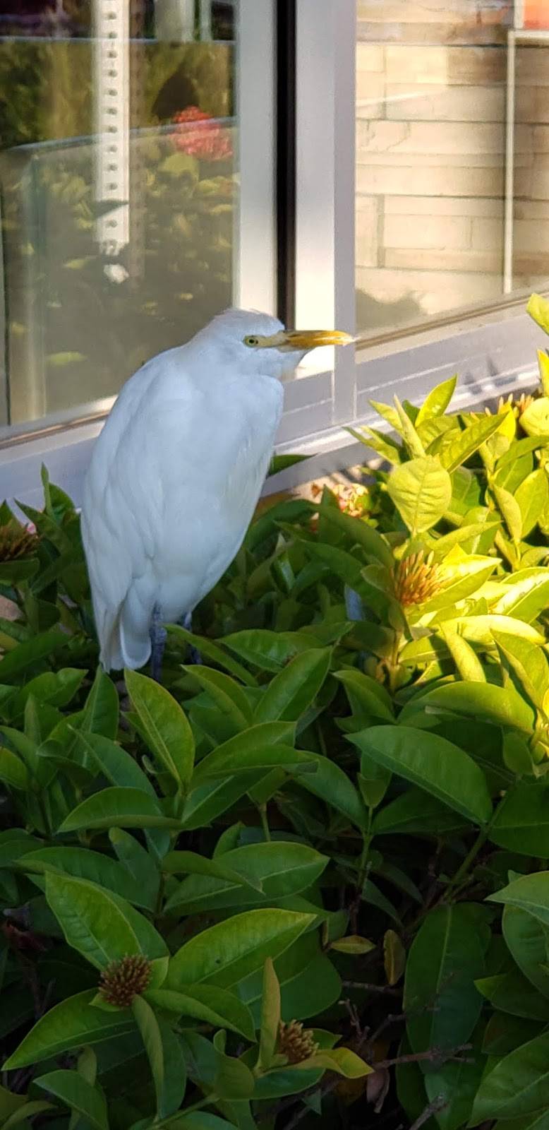 McDonalds | cafe | 14985 S Tamiami Trail, Fort Myers, FL 33912, USA | 2394374668 OR +1 239-437-4668