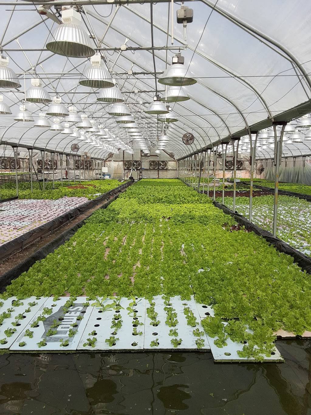 Ky Hydro Farm | restaurant | 14 Moors Camp Hwy, Benton, KY 42025, USA | 2707032178 OR +1 270-703-2178