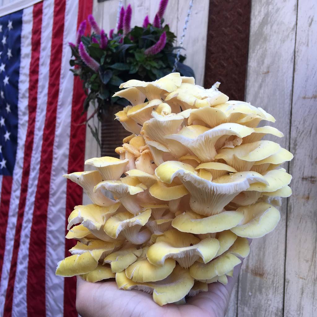 Anjelicas | restaurant | 1070 Ocean Ave, Sea Bright, NJ 07760, USA | 7328422800 OR +1 732-842-2800