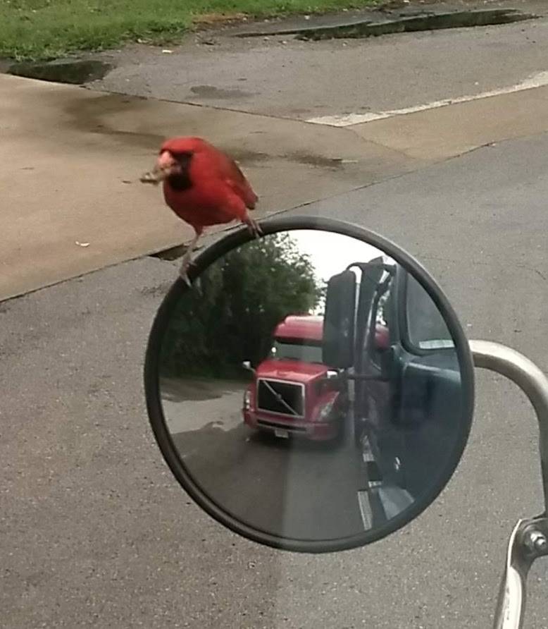 Pilot Travel Center | restaurant | 9211 Lewisburg Hwy, Cornersville, TN 37047, USA | 9313633290 OR +1 931-363-3290