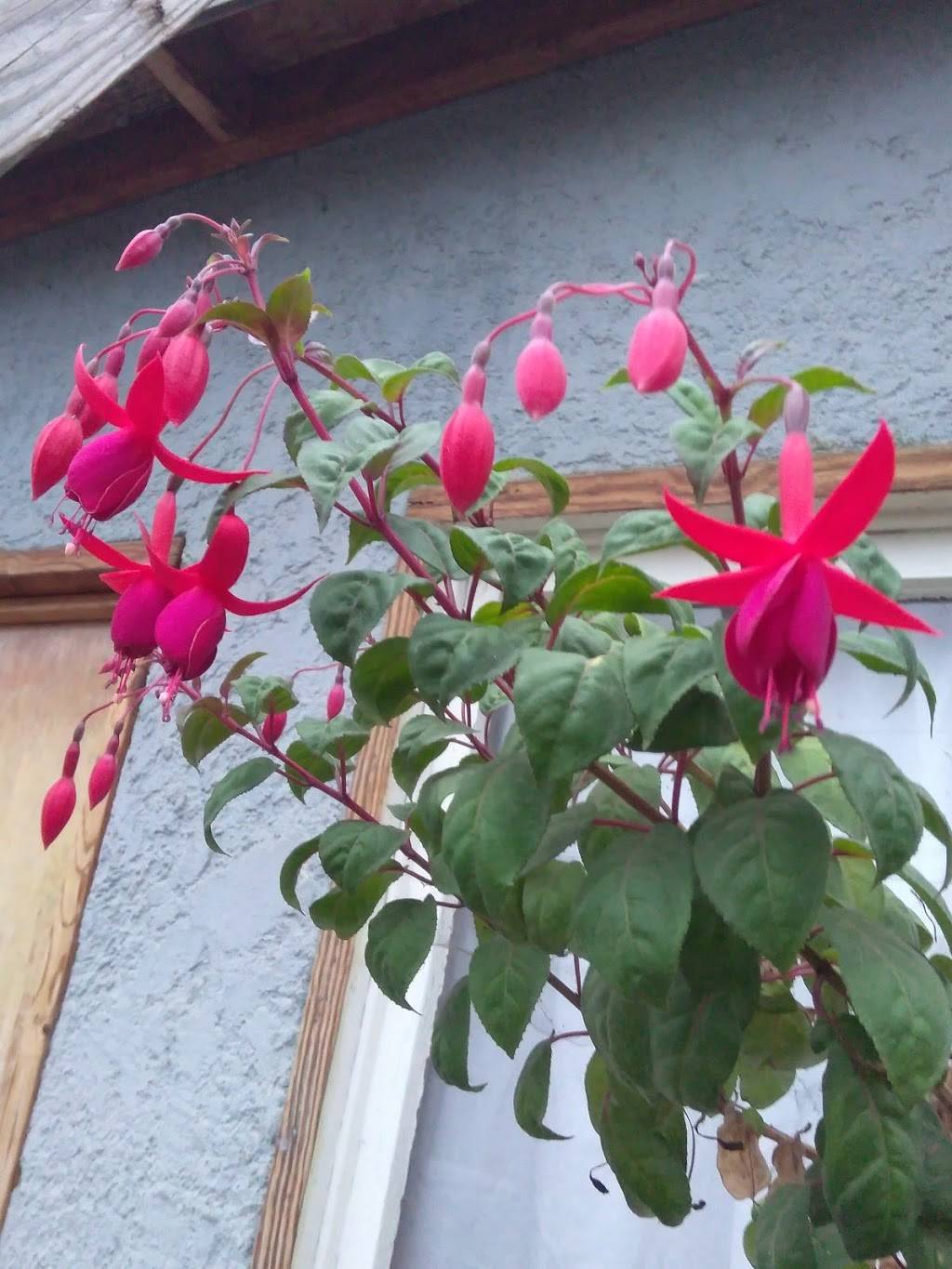 Tacos El Rincon Del Taco. | restaurant | Calle D 317, Roberto de la Madrid, Tijuana, B.C., Mexico | 016643294109 OR +52 664 329 4109