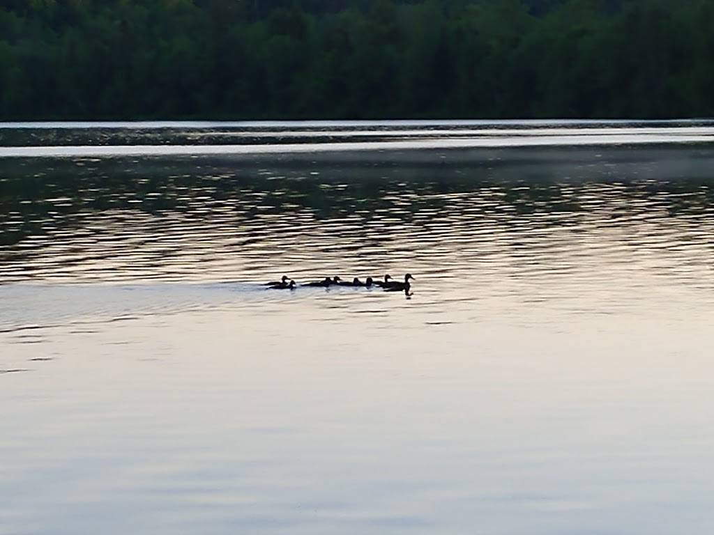 North Star Lodge | restaurant | 7919 Co Rd K, Star Lake, WI 54561, USA | 7155423600 OR +1 715-542-3600