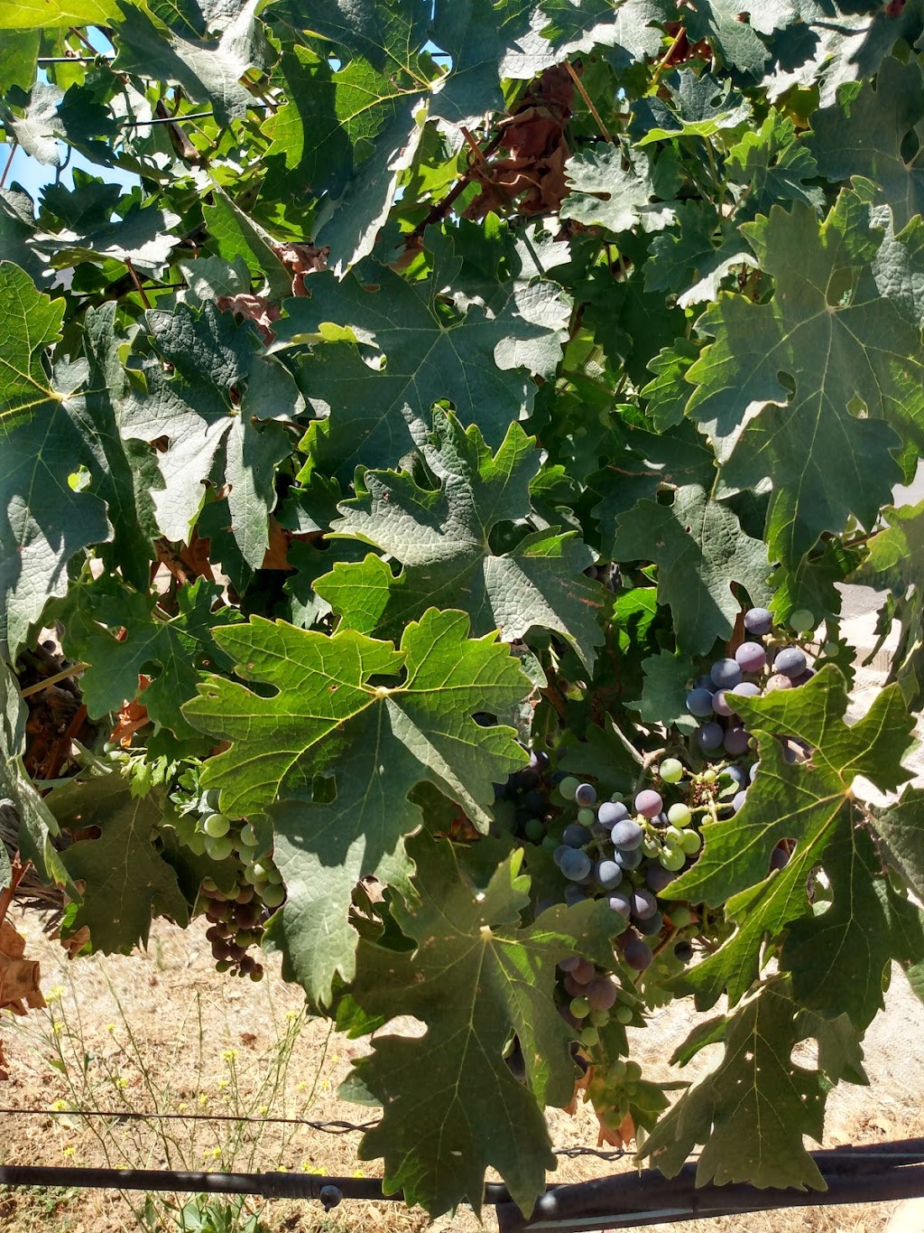 Robert Renzoni Vineyards | restaurant | 37350 De Portola Rd, Temecula, CA 92592, USA | 9513028466 OR +1 951-302-8466