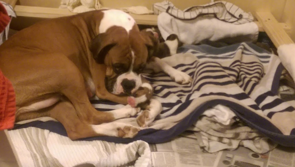 El Criollo Grill | restaurant | Serving General Area, Tallahassee, FL 32303, USA | 8503222328 OR +1 850-322-2328