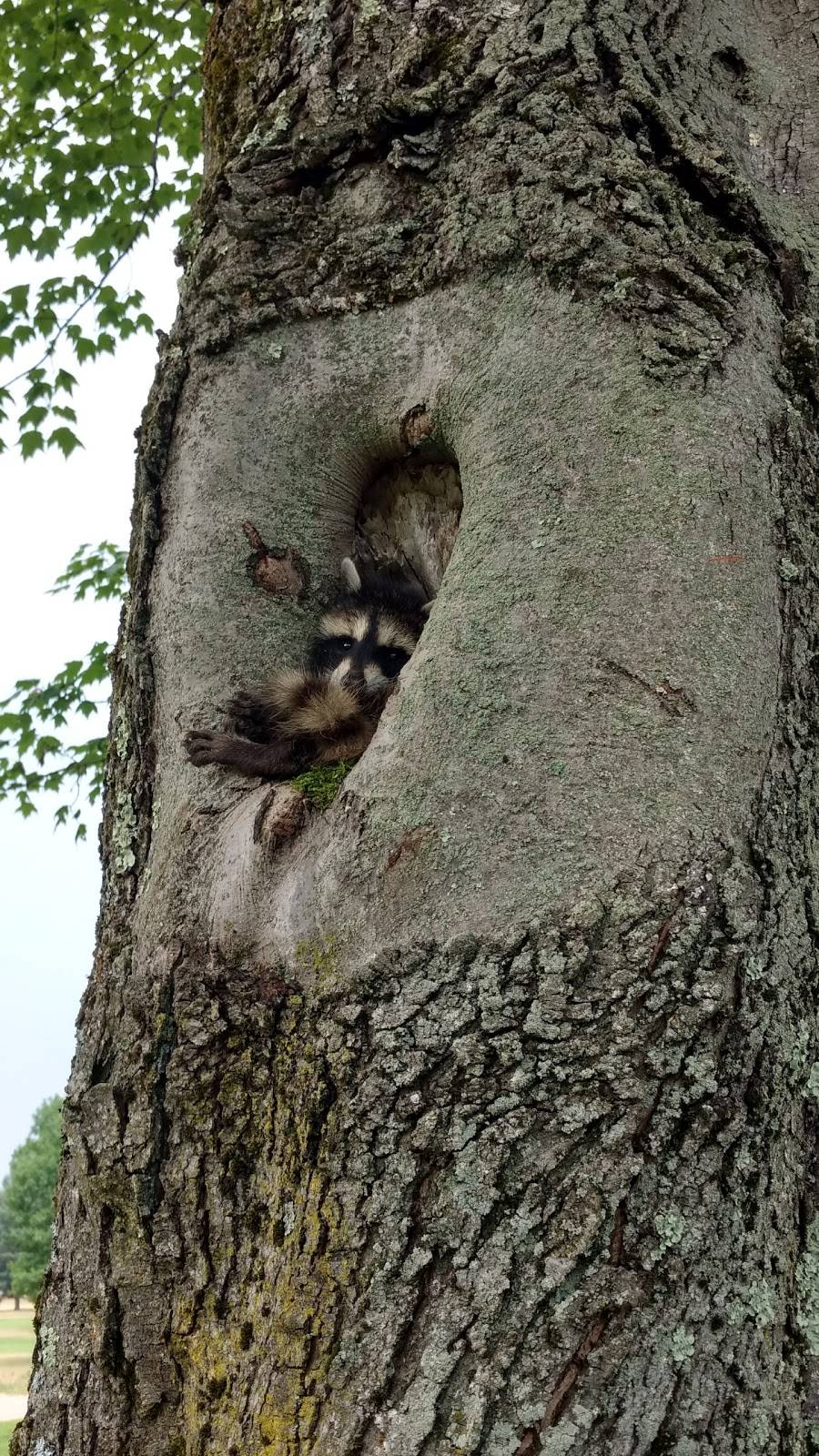 Lincoln Golf Club | restaurant | 4907 Whitehall Rd, Muskegon, MI 49445, USA | 2317663636 OR +1 231-766-3636