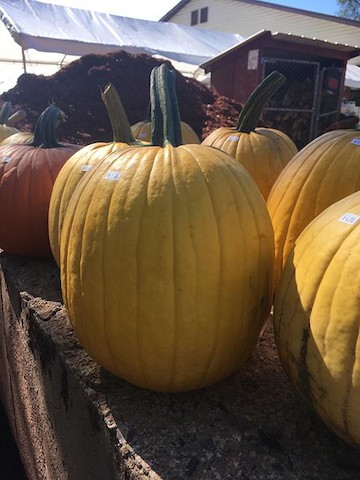 Charlies Lakeside Country Store | meal takeaway | E12965 WI-78 Trunk, Merrimac, WI 53561, USA | 6084932019 OR +1 608-493-2019