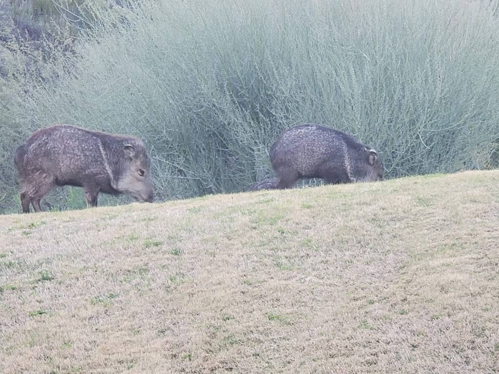 Superstition Springs Golf Club | restaurant | 6542 E Baseline Rd, Mesa, AZ 85206, USA | 4809855622 OR +1 480-985-5622