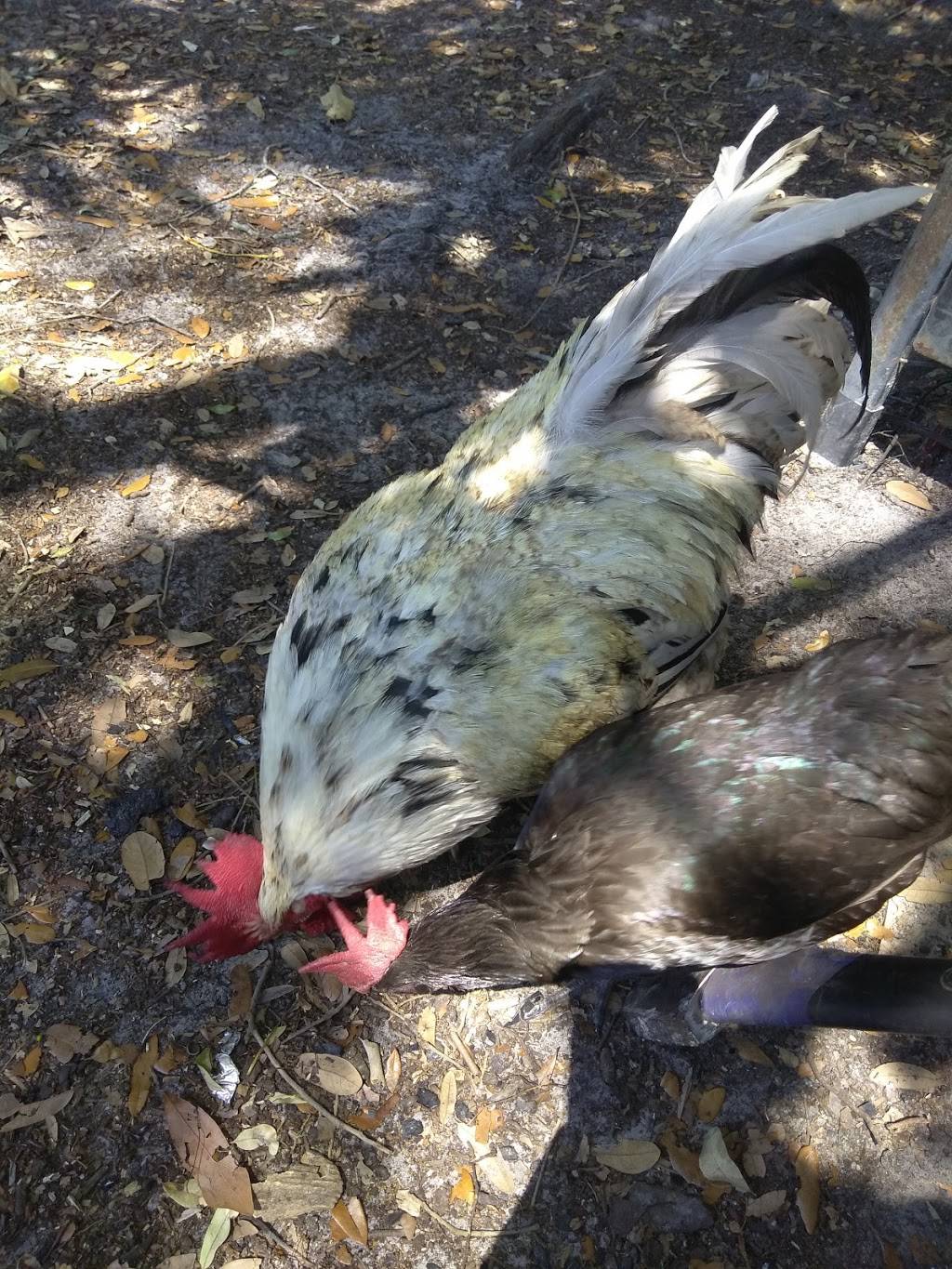 Taqueria Guanajuato | restaurant | 5151 FL-674, Wimauma, FL 33598, USA | 8136356105 OR +1 813-635-6105