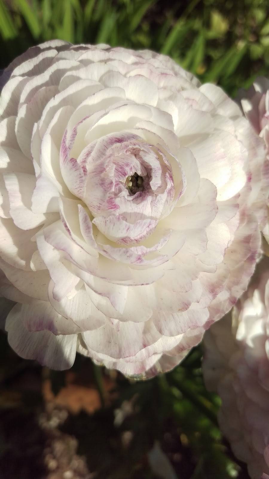 Dennys | restaurant | 11605 E Carson St, Lakewood, CA 90715, USA | 5624024313 OR +1 562-402-4313