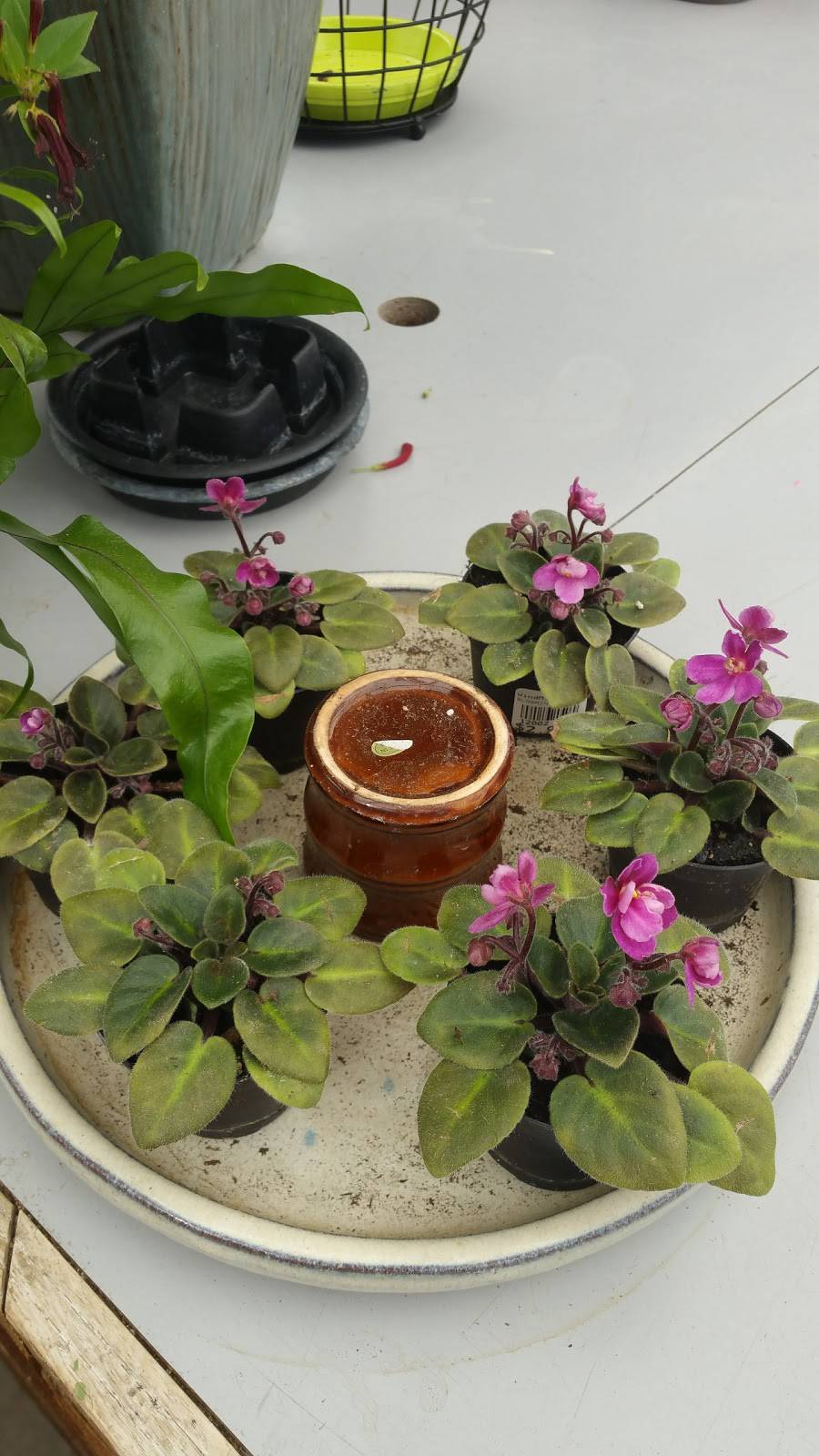 The Windmill Bistro | restaurant | 16009 60th St E a, Sumner, WA 98390, USA | 2538267897 OR +1 253-826-7897