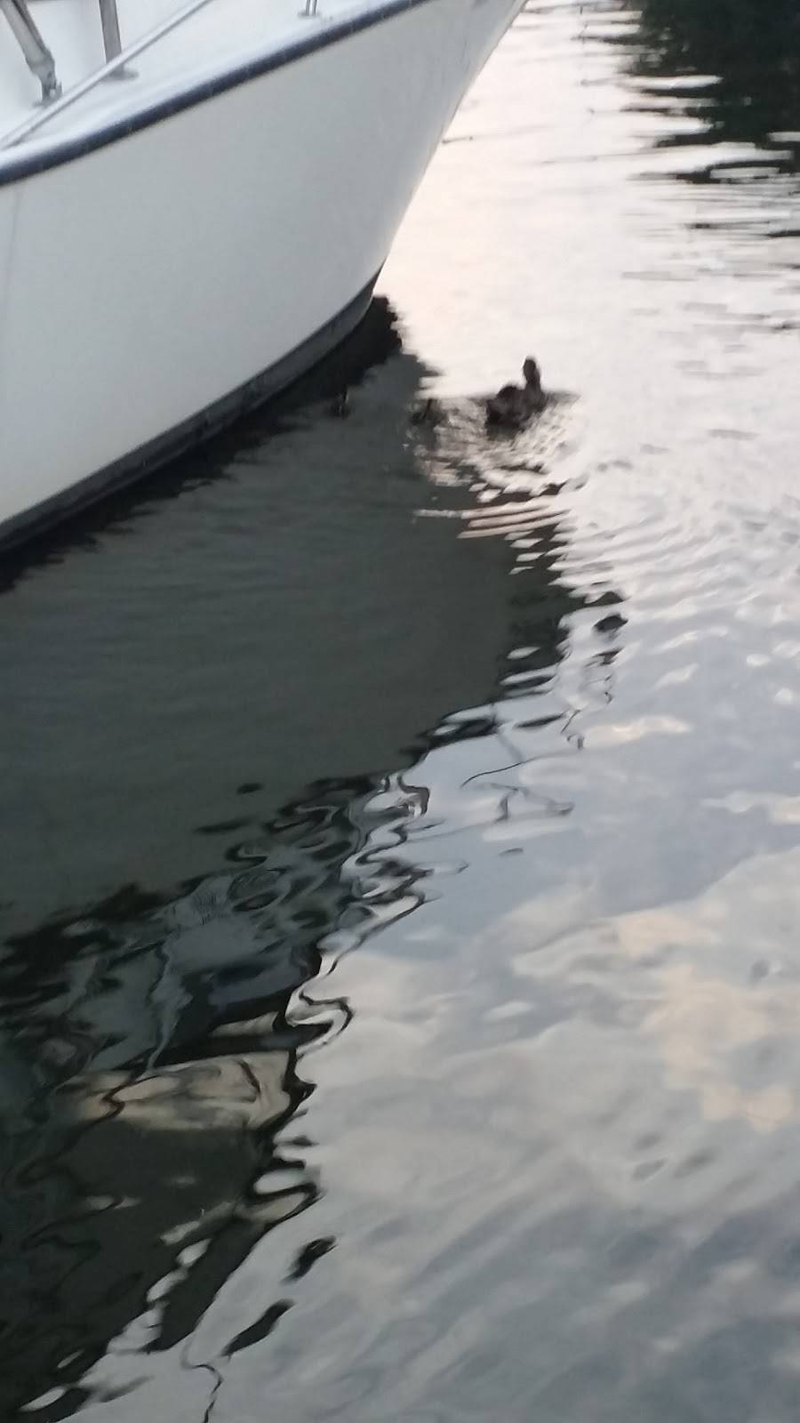 Stoutens Bear Creek Marina LLC | meal takeaway | 817 Wise Ave, Dundalk, MD 21222, USA | 4104772288 OR +1 410-477-2288