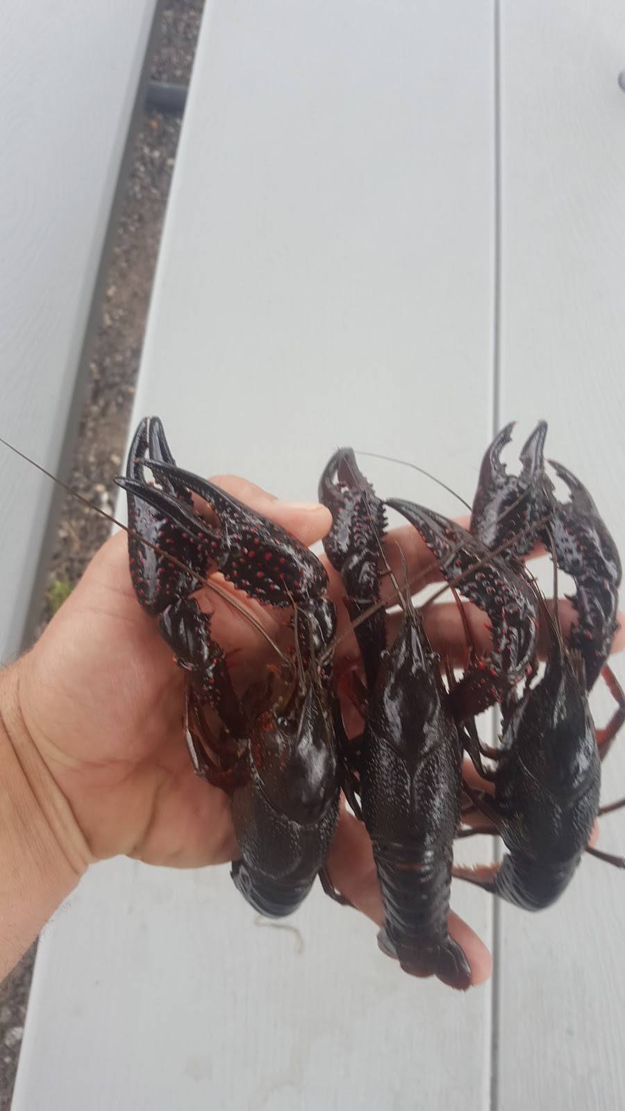 Sorters Road Crawfish | restaurant | 23695 Sorters Rd, Porter, TX 77365, USA | 8327973756 OR +1 832-797-3756