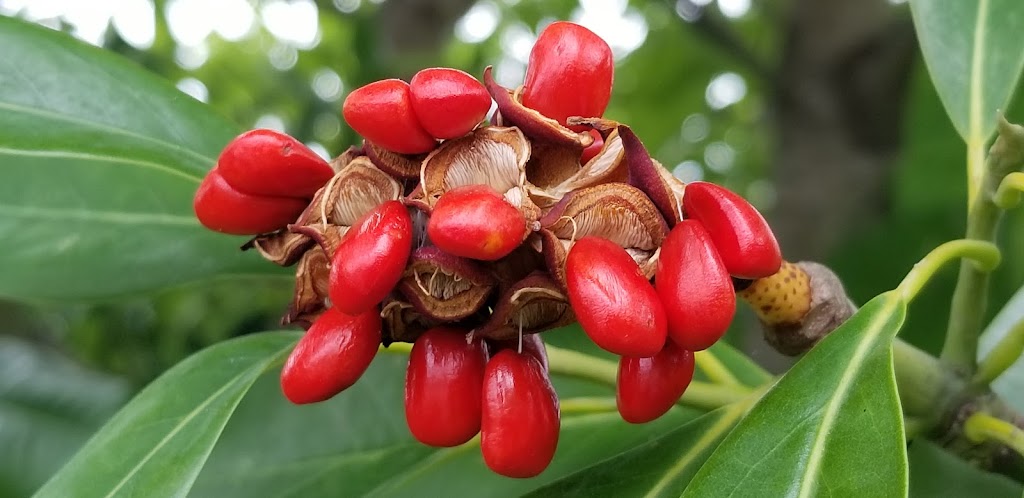 Starbucks | cafe | 2200 Charlotte Ave, Nashville, TN 37203, USA | 6158541262 OR +1 615-854-1262