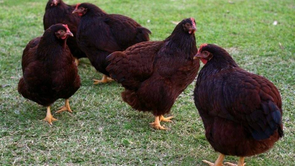 Koops Coops Dealer of Ventura Grain | restaurant | 1167 E Rd, Tiverton, RI 02878, USA | 4014184431 OR +1 401-418-4431