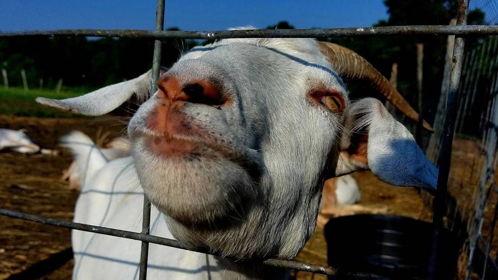 Schultz Farm and Barnside Cafe | cafe | 163 Maple Ave, Rutland, MA 01543, USA | 7742340405 OR +1 774-234-0405