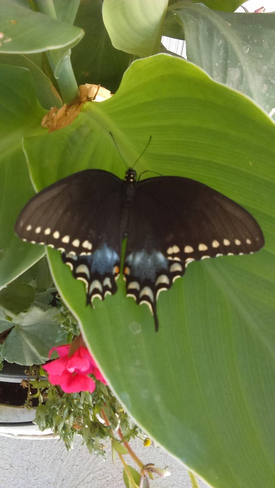 South Street Pizza | restaurant | 416 South St, Plainville, MA 02762, USA | 5088096333 OR +1 508-809-6333