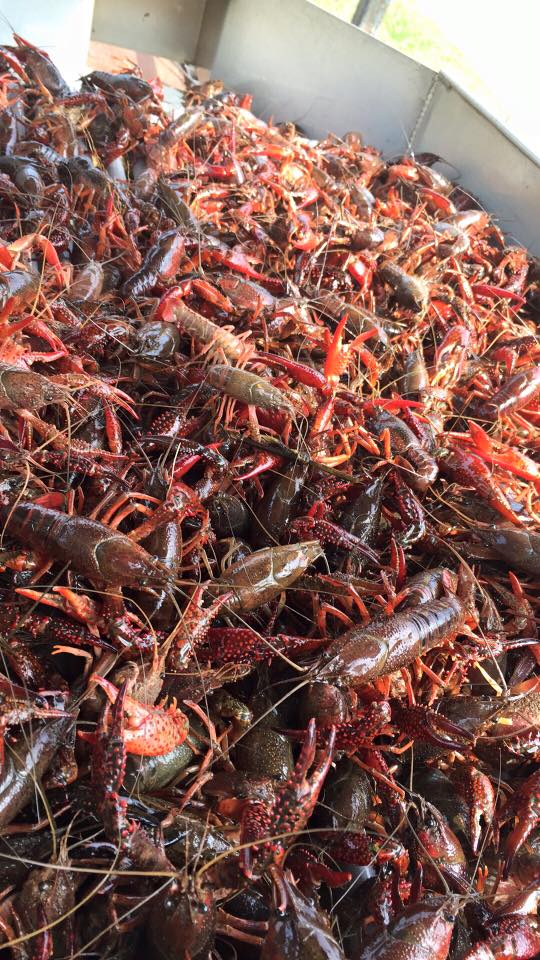 Hickory Smoke House - DeRidder | restaurant | 1408 N Pine St, DeRidder, LA 70634, USA | 3374634231 OR +1 337-463-4231