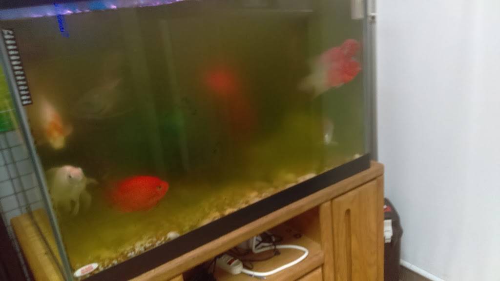 Nine Dragons | restaurant | 12 Maple St, Croton-On-Hudson, NY 10520, USA | 9142718300 OR +1 914-271-8300