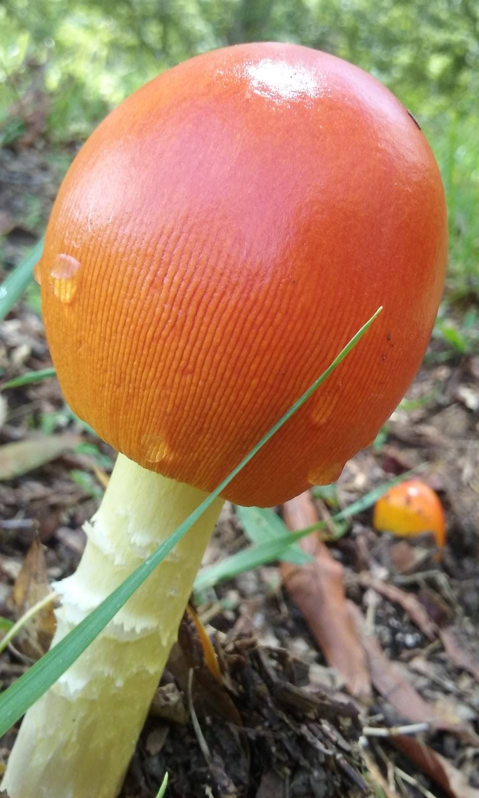 Cane Creek Grill | restaurant | 2247 Galloway Gate Rd, Anniston, AL 36205, USA | 2568209315 OR +1 256-820-9315