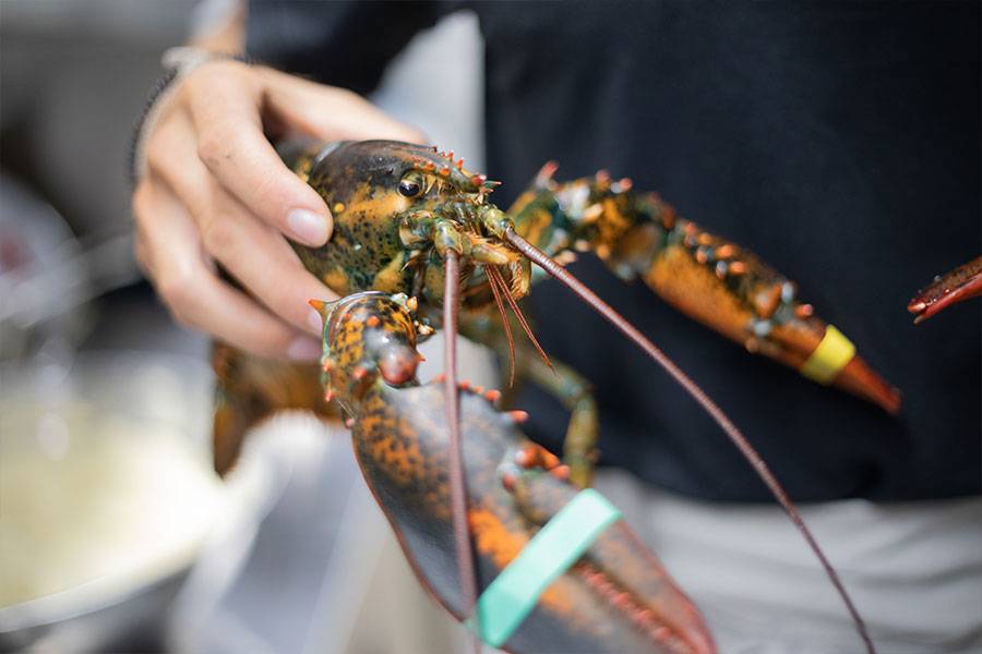 Mabels Lobster Claw | restaurant | 124 Ocean Ave, Kennebunkport, ME 04046, USA | 2079672562 OR +1 207-967-2562
