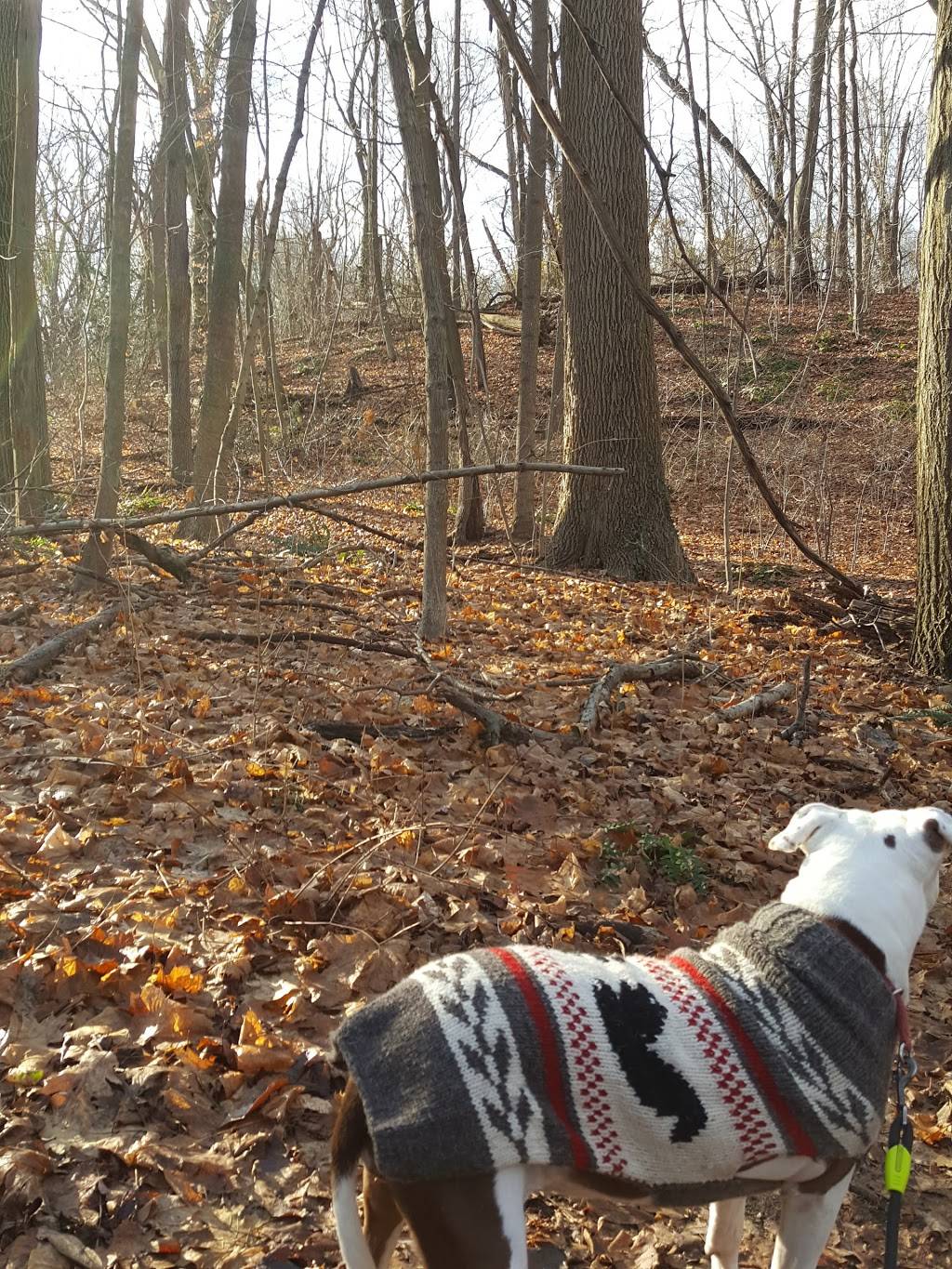 Barneys Restaurant | restaurant | 315 Buckram Rd, Locust Valley, NY 11560, USA | 5166716300 OR +1 516-671-6300