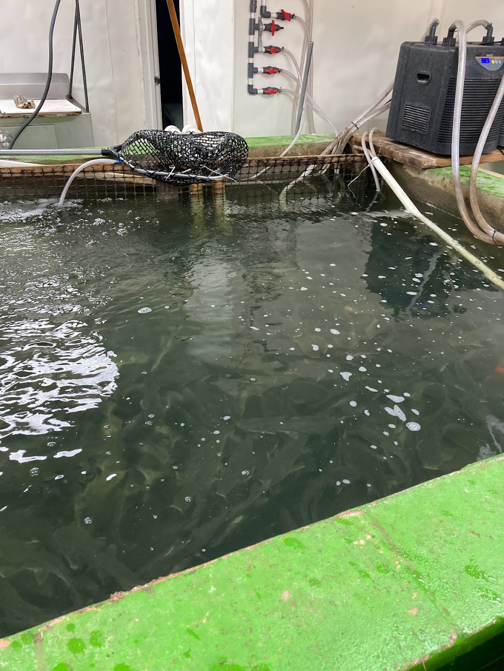 Willibys Catfish | restaurant | 4327 Paris Ave, New Orleans, LA 70122, USA | 5043549371 OR +1 504-354-9371