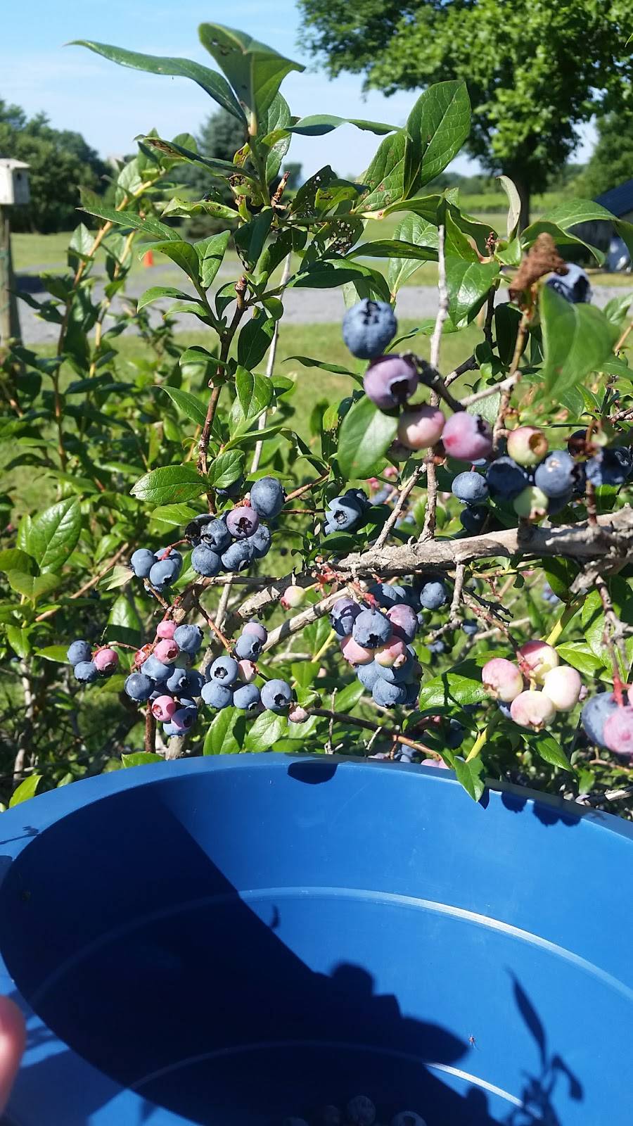 Eagletree Farm Winery & Restaurant | restaurant | 15100 Harrison Hill Ln, Leesburg, VA 20176, USA | 7037775208 OR +1 703-777-5208