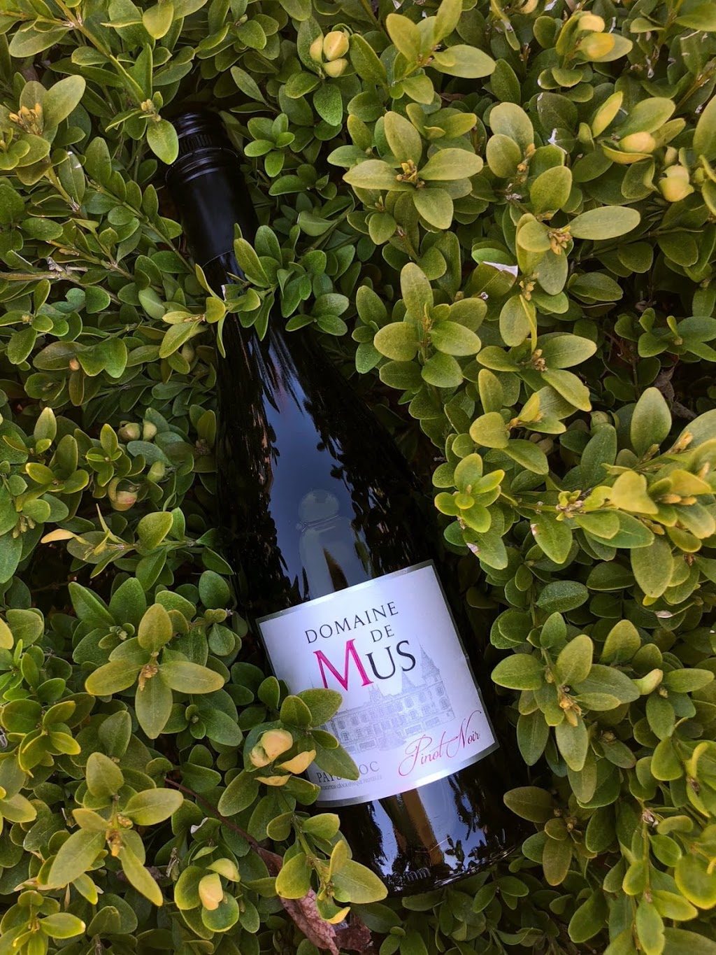 Nittolos Seafood & Social | restaurant | 104 Main St, Lake Leelanau, MI 49653, USA | 2319942400 OR +1 231-994-2400